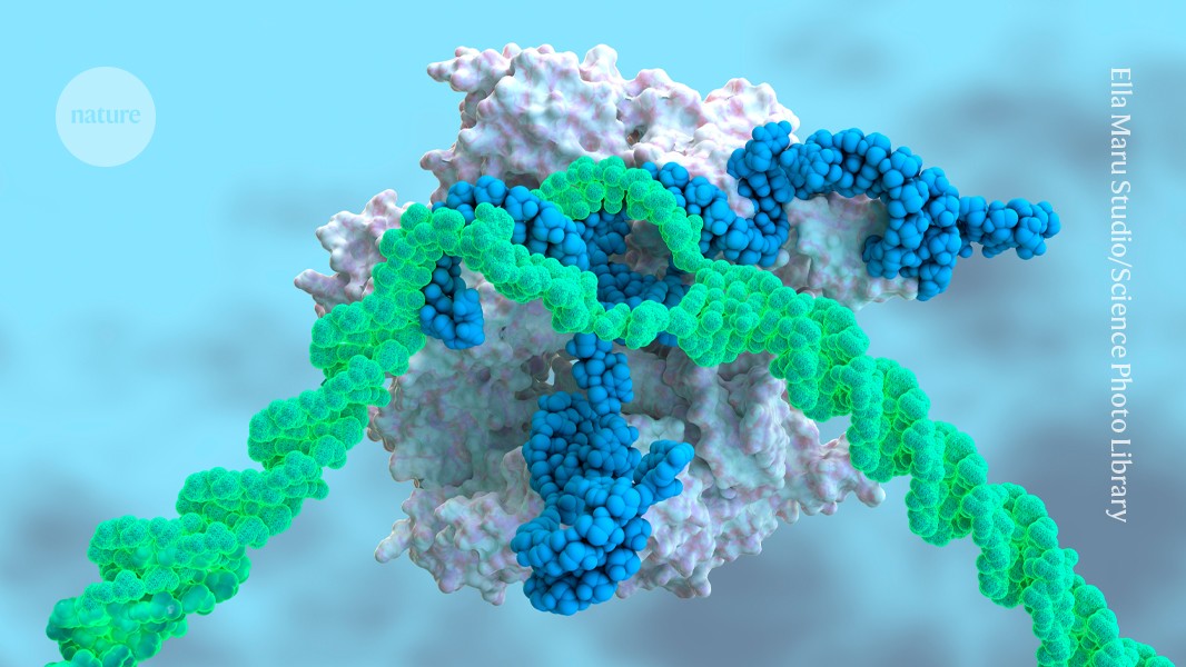 Genética: Más opciones para insertar genes completos
