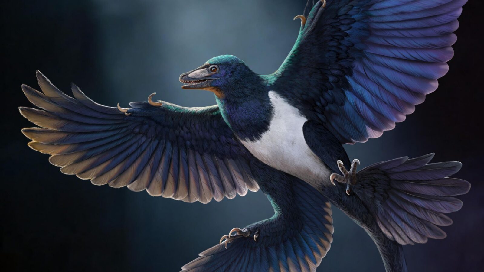 Paleo: Un dinosaurio de cuatro alas da pistas sobre el vuelo
