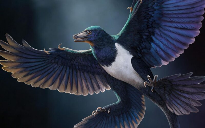 Paleo: Un dinosaurio de cuatro alas da pistas sobre el vuelo