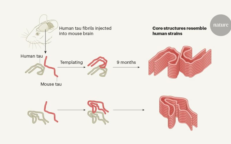Neuro: La tau reproduce su forma dañina en ratones