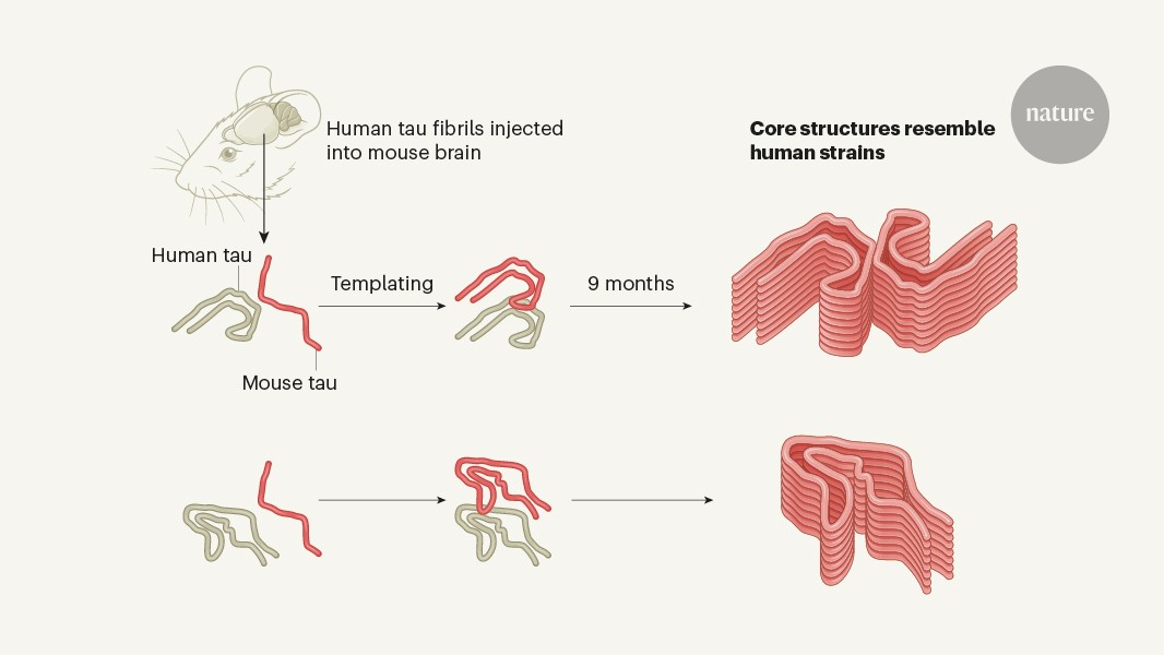 Neuro: La tau reproduce su forma dañina en ratones