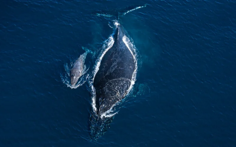 Biología: Una ballena acompaña a su cría muerta