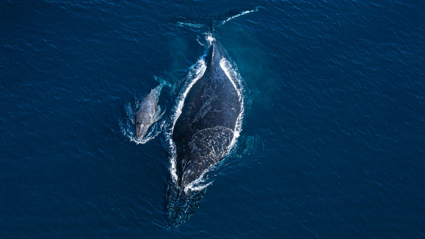 Biología: Una ballena acompaña a su cría muerta
