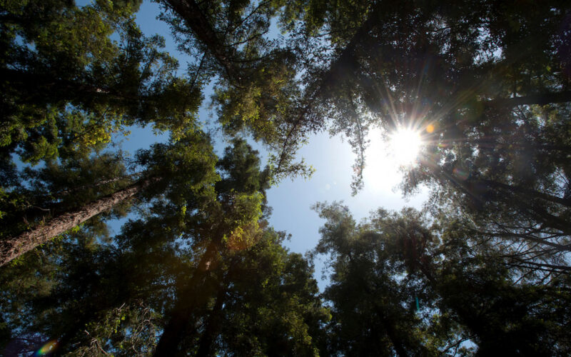 Ecología: El calor frena la fotosíntesis de las secuoyas