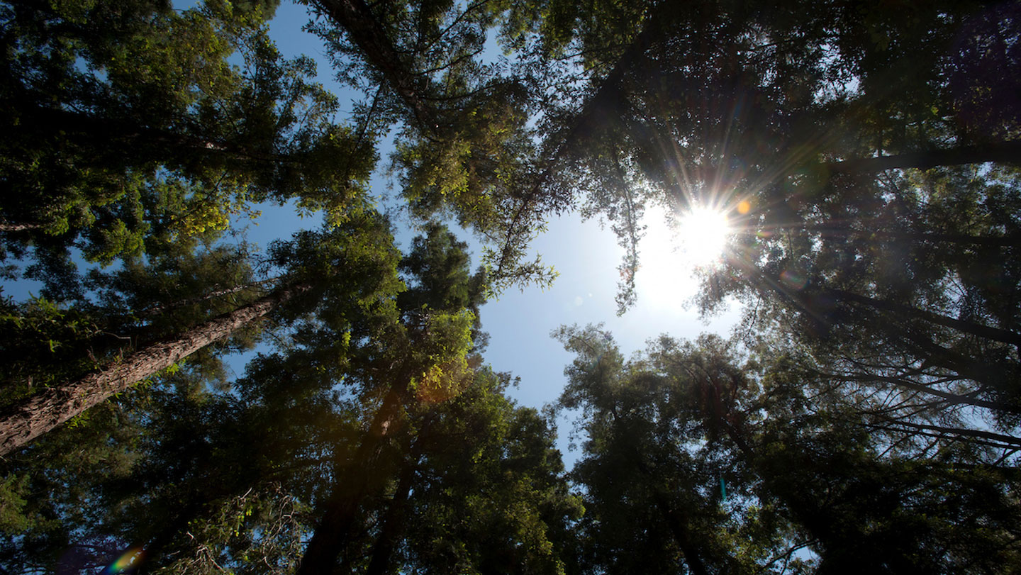 Ecología: El calor frena la fotosíntesis de las secuoyas