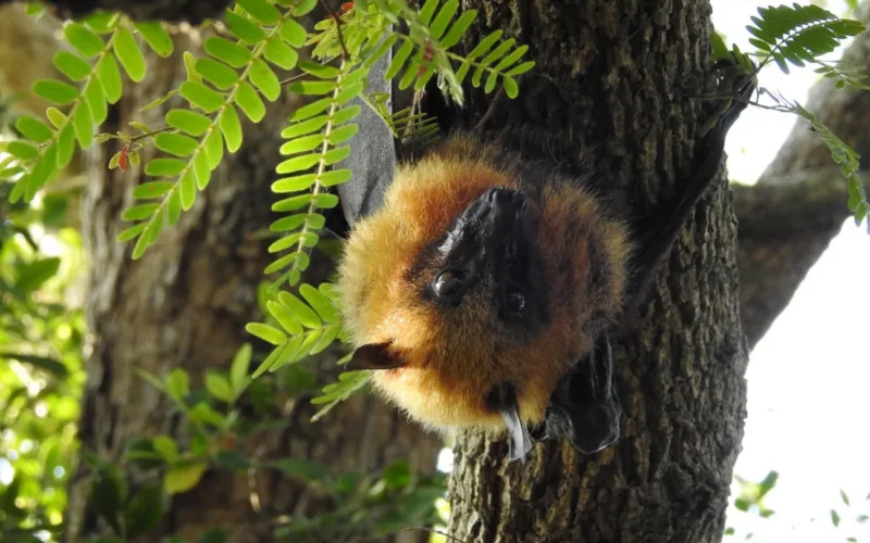 Biología: Los zorros voladores de Madagascar se encogen