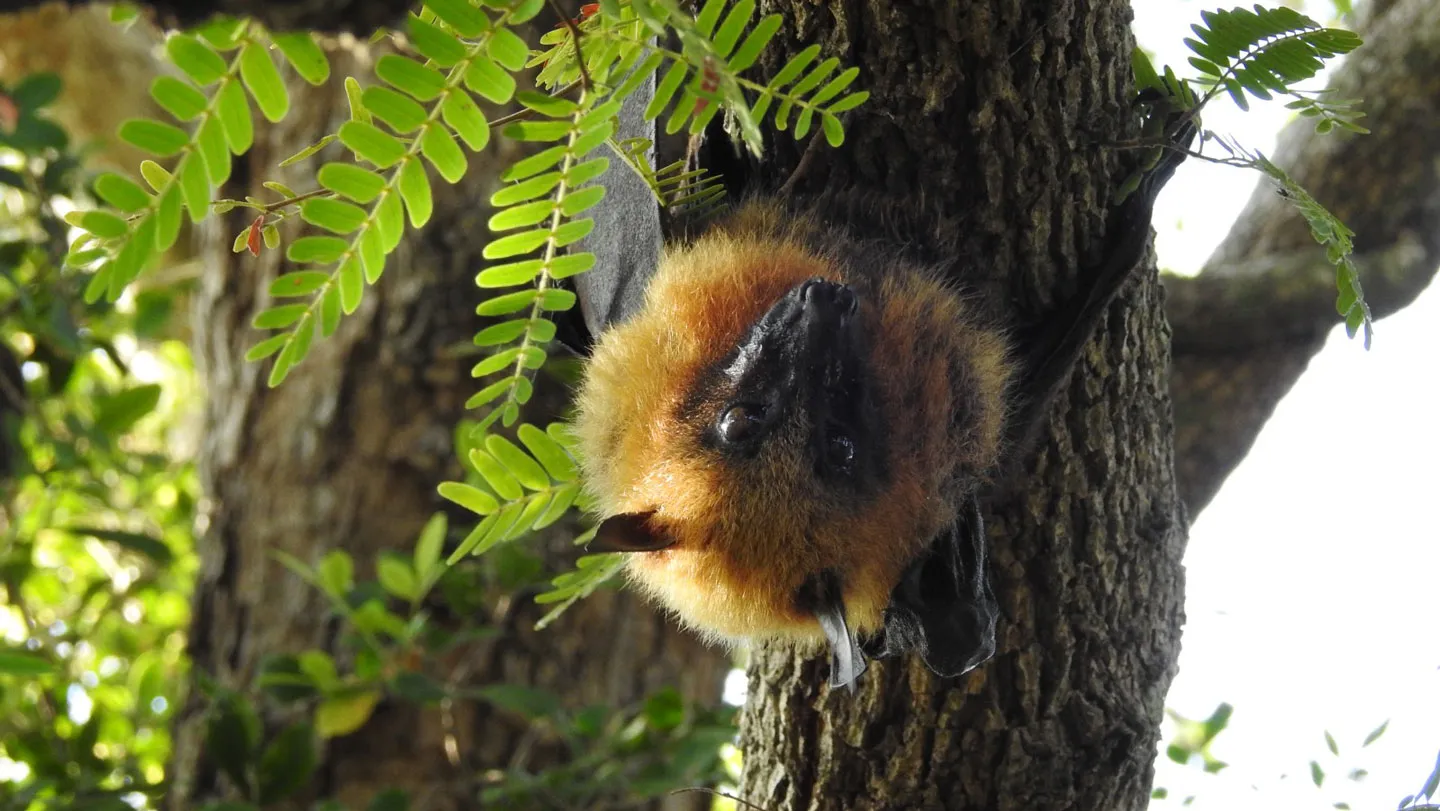 Biología: Los zorros voladores de Madagascar se encogen