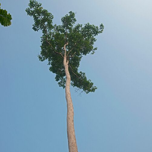 Ecología: Los árboles altos compensan la gravedad