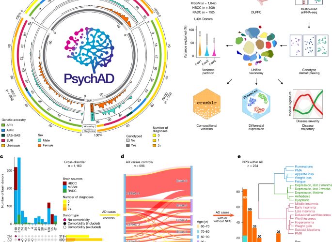 Neuro: Un atlas de 6,3 millones de células cerebrales