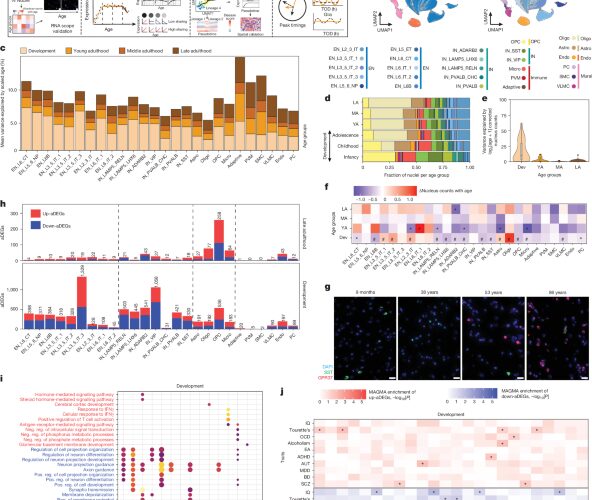 Neuro: La corteza prefrontal se reorganiza hasta los 24 y despierta tras los 60