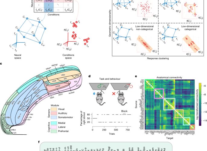 Neurociencia: La corteza prioriza diversidad neuronal