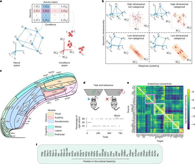 Neurociencia: La corteza prioriza diversidad neuronal