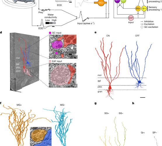 Neuro: Un mapa neuronal para anticipar señales