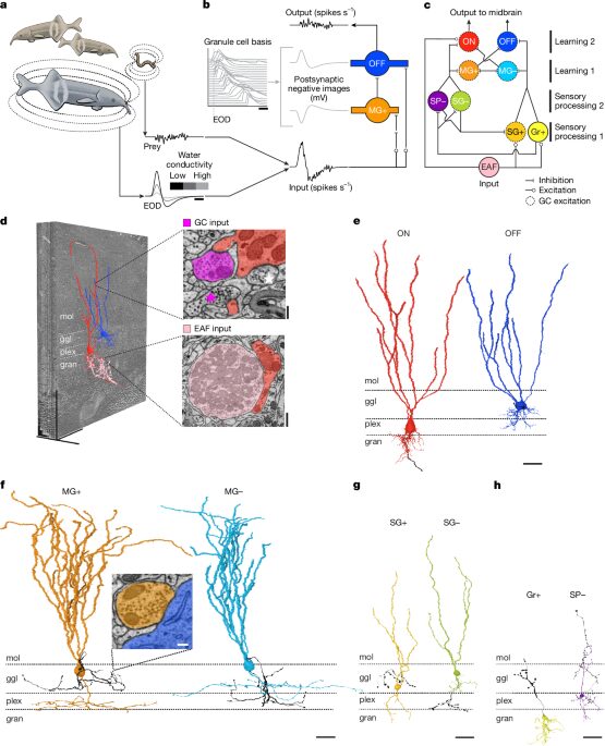 Neuro: Un mapa neuronal para anticipar señales