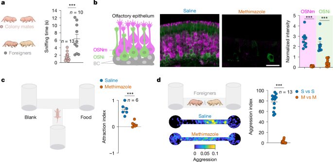 Biología: El olor de la reina frena la reproducción