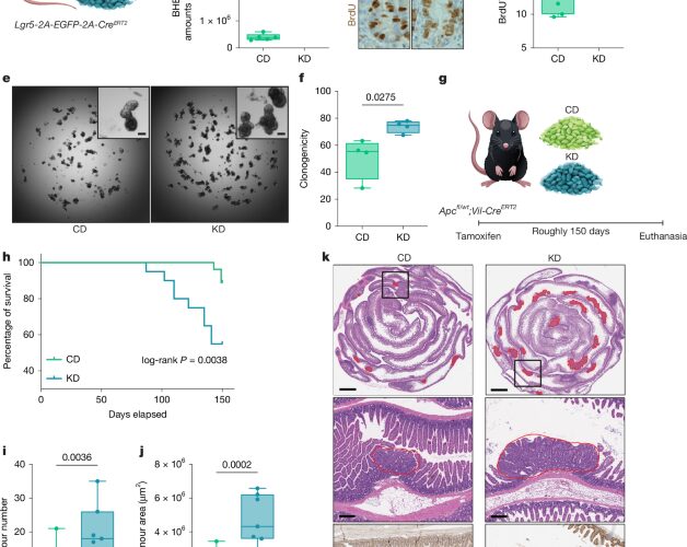 Salud: Dieta cetogénica y tumores intestinales en ratones