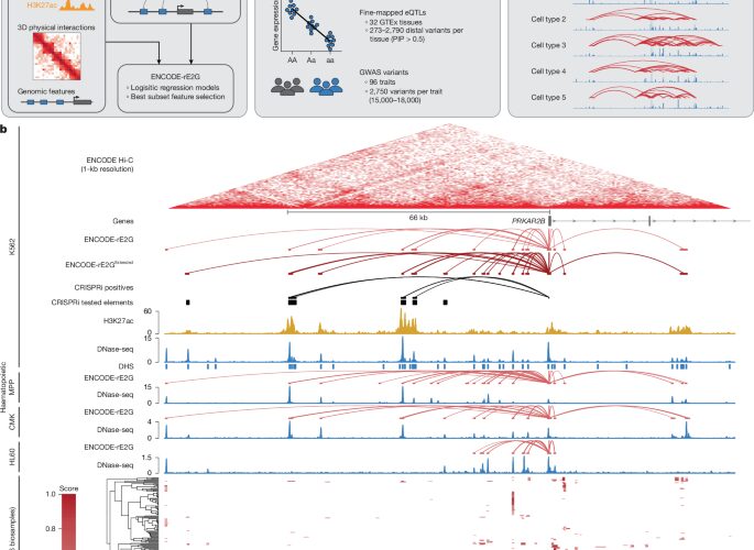 Genética: Mapa masivo de “potenciadores” y genes