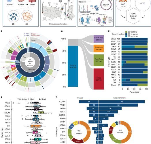 Salud: 665 modelos para investigar el cáncer