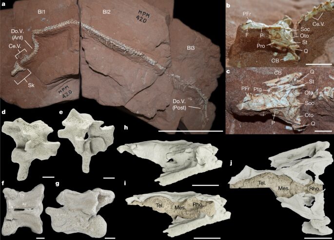 Paleo: Una serpiente fósil complica el origen del grupo