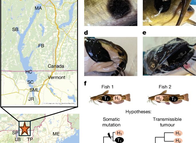 Genética: Un cáncer contagioso aparece en peces gato