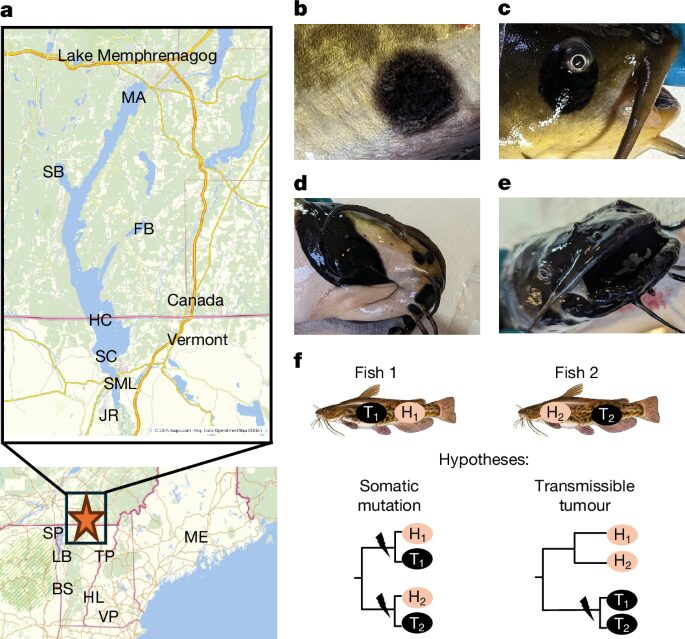 Genética: Un cáncer contagioso aparece en peces gato