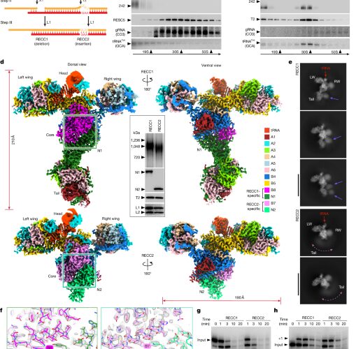 Biología: ven la máquina que edita ARN