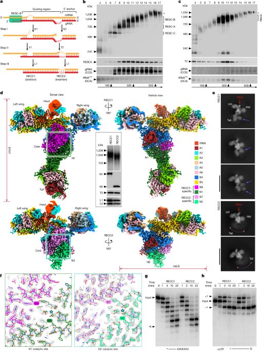 Biología: ven la máquina que edita ARN