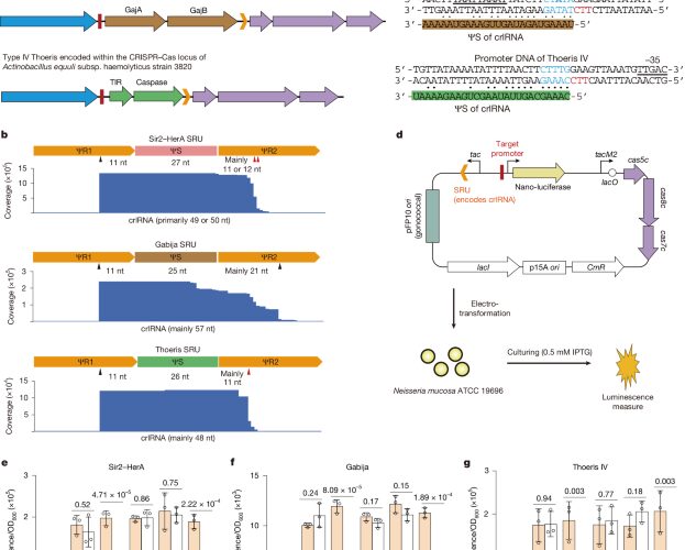 Genética: CRISPR coordina defensas antifago bacterianas