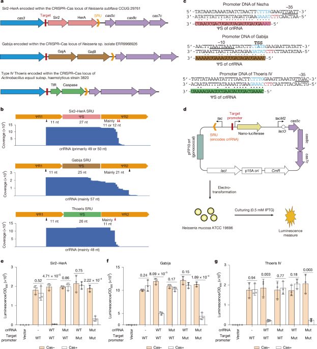 Genética: CRISPR coordina defensas antifago bacterianas