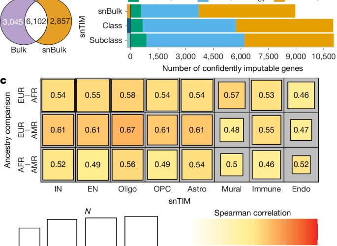 Neuro: El riesgo genético de 12 trastornos cerebrales, célula a célula