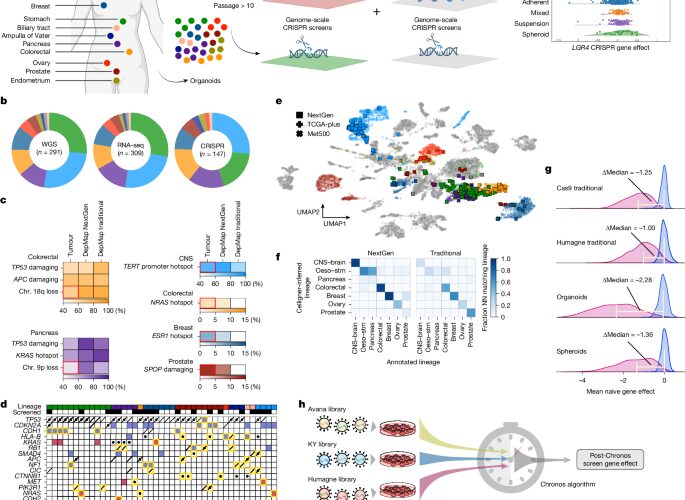 Medicina: Modelos 3D amplían el mapa del cáncer