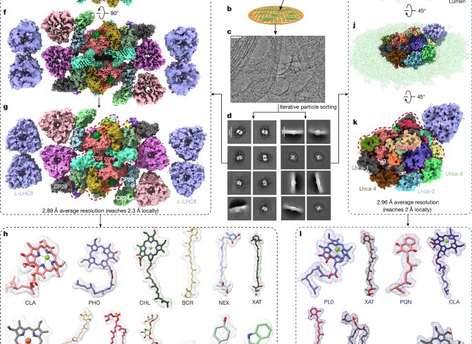 Biología: la fotosíntesis, vista dentro de la hoja