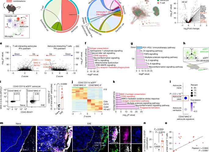 Neuro: Astrocitos que activan la autoinmunidad cerebral