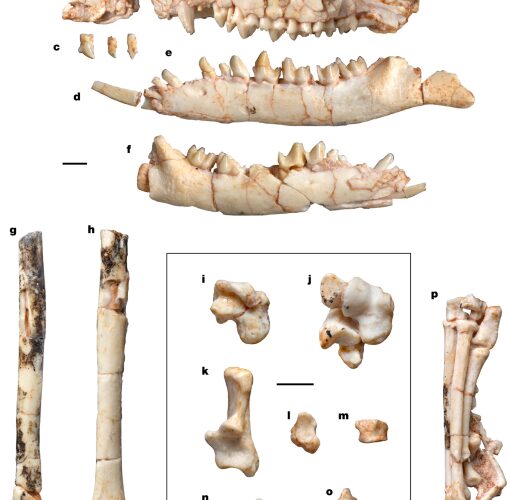 Paleontología: un fósil de Mongolia reordena a los mamíferos del Cretácico