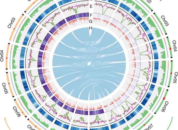 Genética: La caña conserva dos genomas maternos