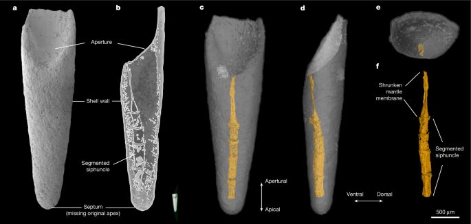 Paleontología: Un cefalópodo temprano conserva un posible sifúnculo