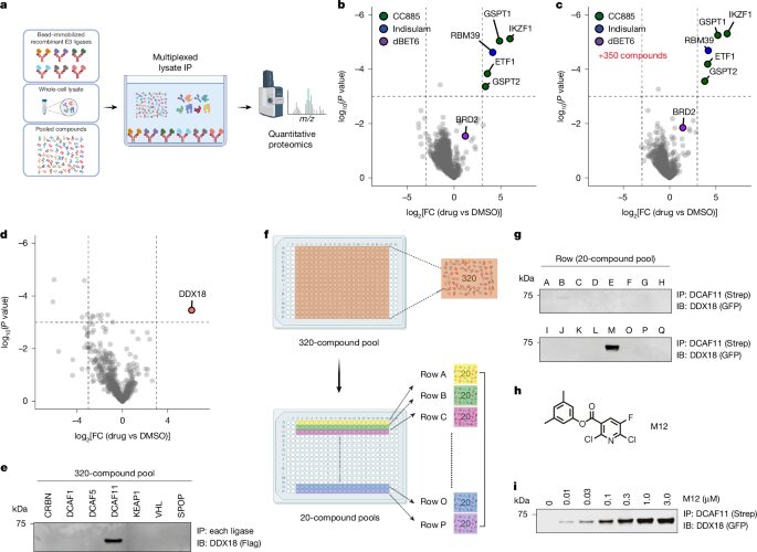 Química: Un compuesto redirige la degradación de proteínas