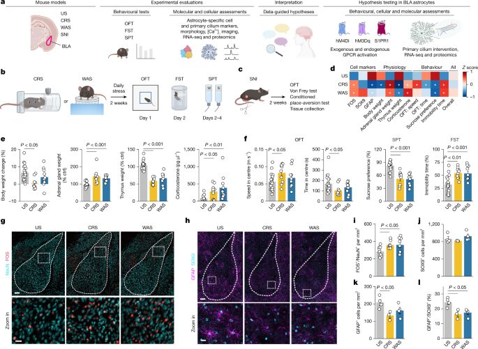 Neuro: El estrés acorta las antenas de los astrocitos