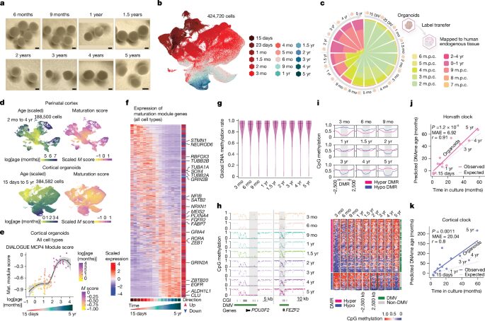 Neuro: Organoides que registran el paso del tiempo
