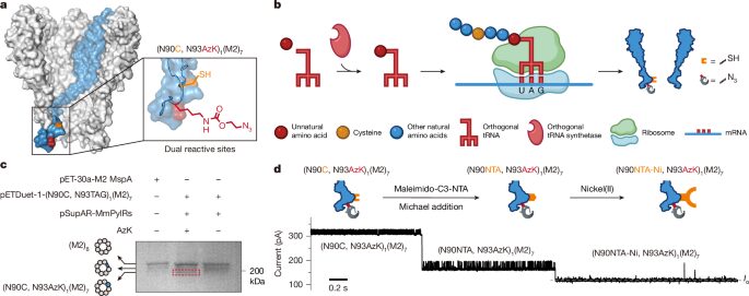 Química: Un nanoporo lee péptidos paso a paso