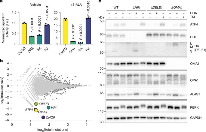 Biología: Las mitocondrias detectan falta de hemo