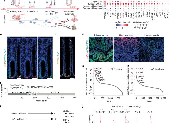 Medicina: Una proteína conecta estrés, reparación y metástasis