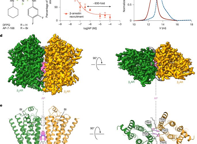 Biología molecular: Una molécula une dos receptores β2