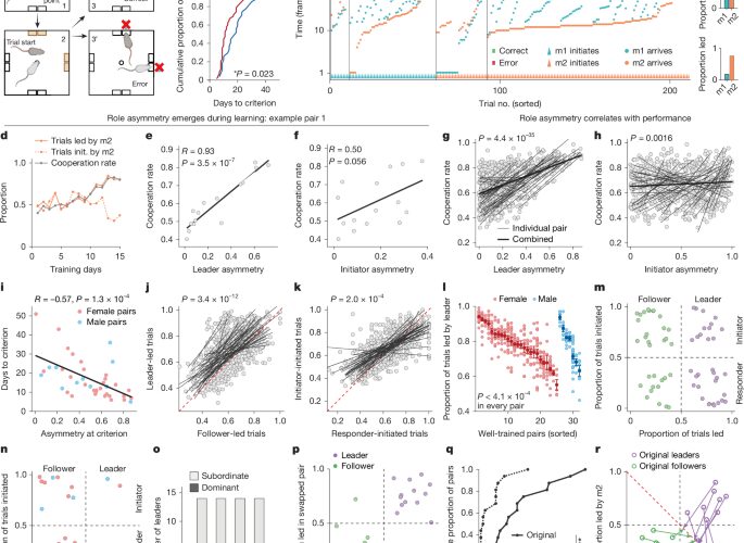Neurociencia: El cerebro que negocia quién guía