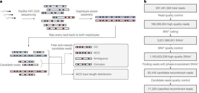 Genética: El esperma revela recombinación antes de la meiosis