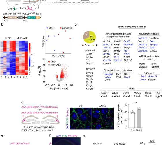 Neurociencia: Meis2 restaura plasticidad en ratones