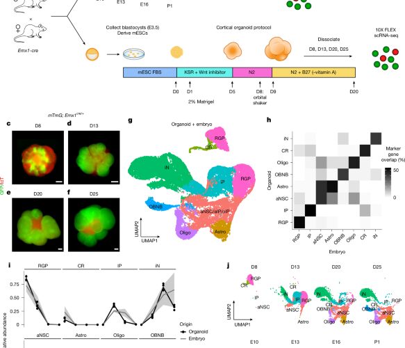 Neurociencia: Los organoides pierden el reloj de sus células madre