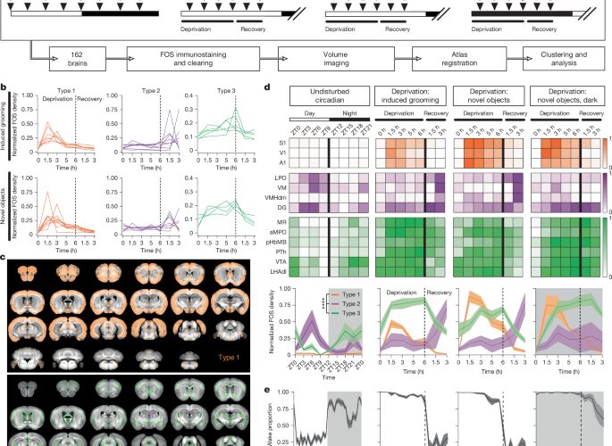 Neurociencia: Neuronas despiertas que empujan al sueño