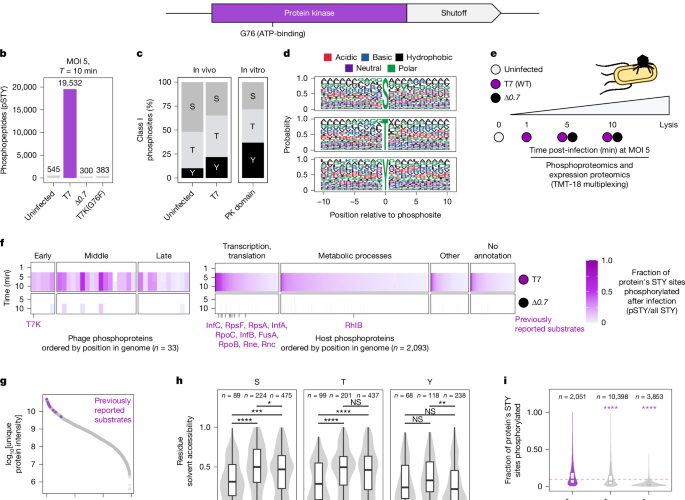 Biología: El fago T7 desarma defensas bacterianas