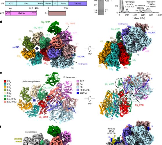Biología viral: así se activa la máquina que copia el ADN